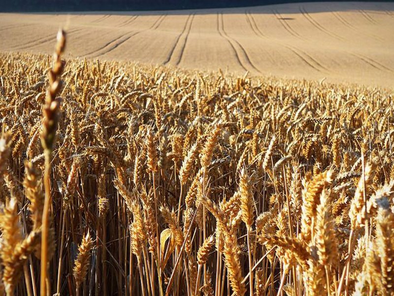 Grain market report