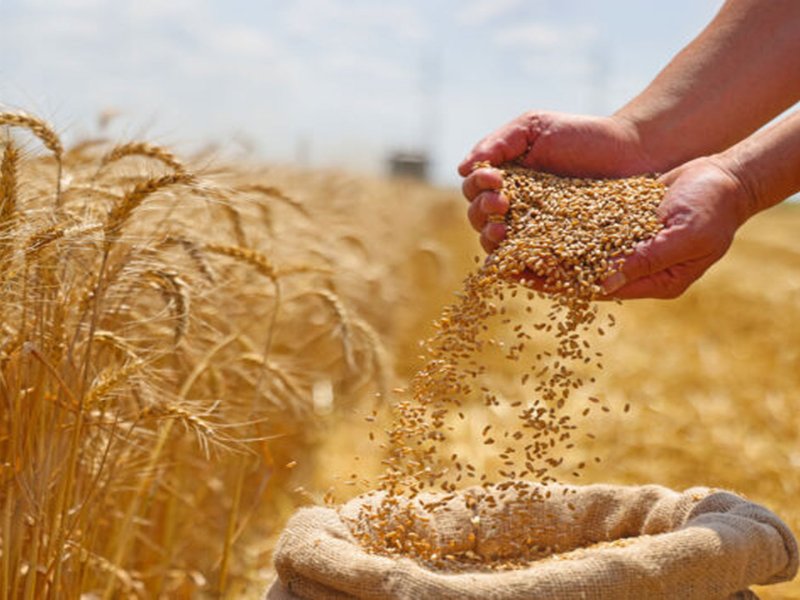 Global Wheat Market Outlook for 2024/25: Production, Trade, and Policy Developments